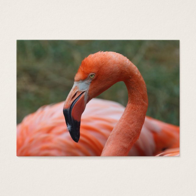 Caoutchouc de phoenicopterus (Devant)