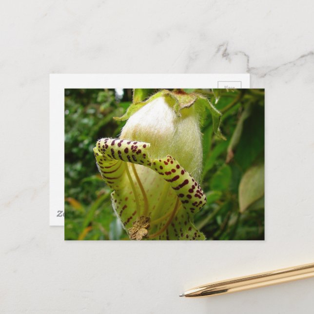 Capanea Grandiflora Posta Postkarte (Vorderseite/Rückseite Beispiel)