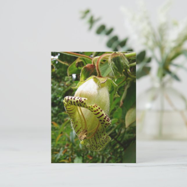 Capanea Grandiflora Postkarte (Stehend Vorderseite)