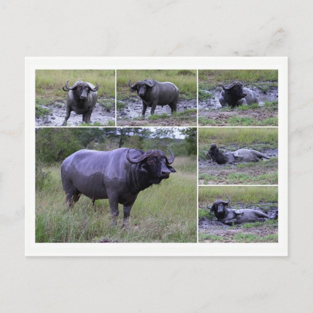 Cape Buffalo geniessen Mud Bath, Südafrika Postkarte (Vorderseite)