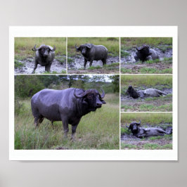 Cape Buffalo Mud Bath 10 by 8 Poster