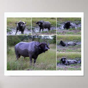 Cape Buffalo Mud Bath 10 by 8 Poster