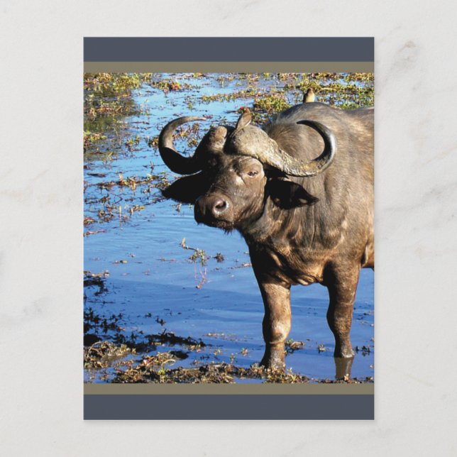 Cape Buffalo Safari Begrüßung von Postkarten (Vorderseite)