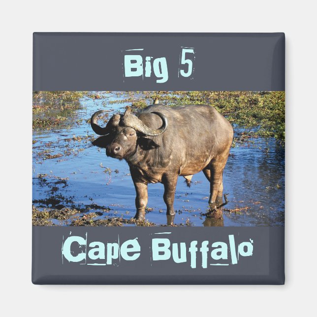 Cape Buffalo safari große 5 Magnete Magnet (Vorne)