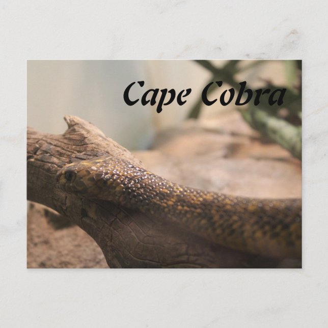 Cape Cobra Postkarte (Vorderseite)