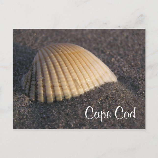 Cape Cod Seashell sur la carte de poste de plage (Devant)