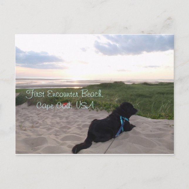 Cape Cod Sunset mit Black Lab Postkarte (Vorderseite)