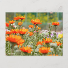 Cape Daisy [Postcard] Postkarte