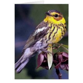 Cape May Warbler Bird-Geschenke
