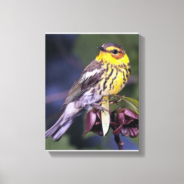 Cape May Warbler Bird Liebhaber Geschenke Leinwanddruck (Vorderseite)