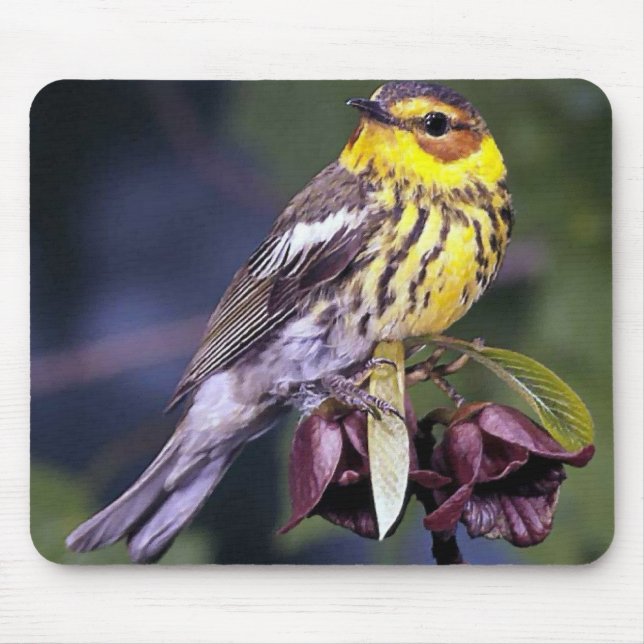 Cape May Warbler Bird Liebhaber Geschenke Mousepad (Vorne)