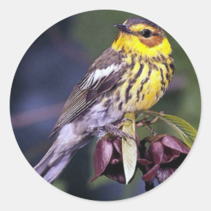 Cape May Warbler Bird Liebhaber Geschenke Runder Aufkleber