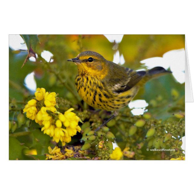Cape May Warbler mit dem blühenden Mahonia (Vorderseite (Horizontal))