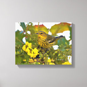 Cape May Warbler mit dem blühenden Mahonia Leinwanddruck