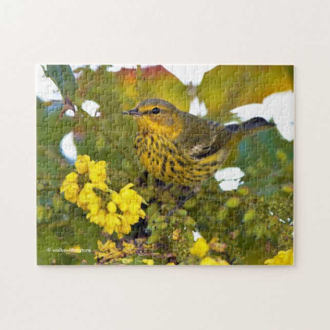 Cape May Warbler Songbird mit blühendem Mahonia (Horizontal)