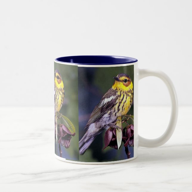 Cape May Warbler, Vogelarten Zweifarbige Tasse (Rechts)