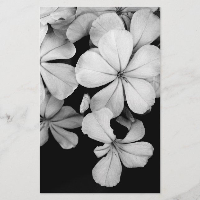 Cape-Plumbago Briefpapier (Vorderseite)