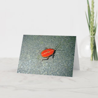 Cape Tribulation Karte