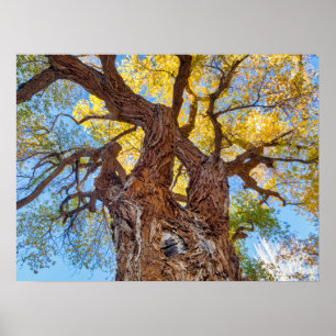 Capitol Reef National Park, Baumter Cottonwood Poster