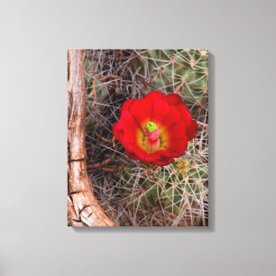 Capitol Reef National Park, Claret Cup Kaktus Leinwanddruck