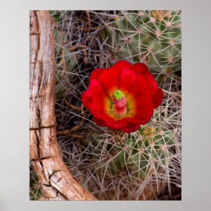 Capitol Reef National Park, Claret Cup Kaktus Poster