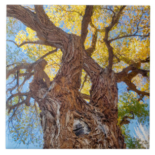 Capitol Reef National Park, Cottonwood Tree Fliese