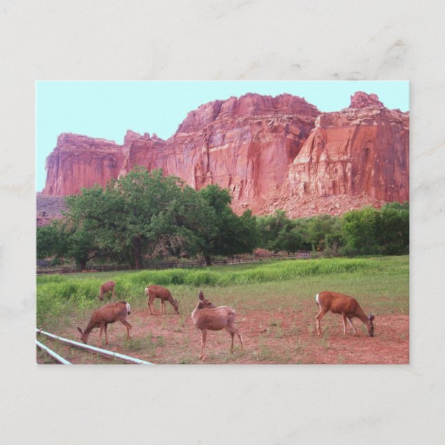 Capitol Reef National Park, UT Postkarte (Vorderseite)