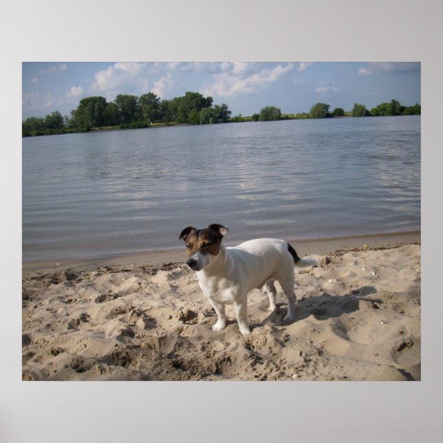 Capo von Oppenheim, Jack Russell Dog Poster (Vorne)