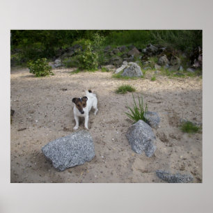 Capo von Oppenheim, Jack Russell Dog Poster