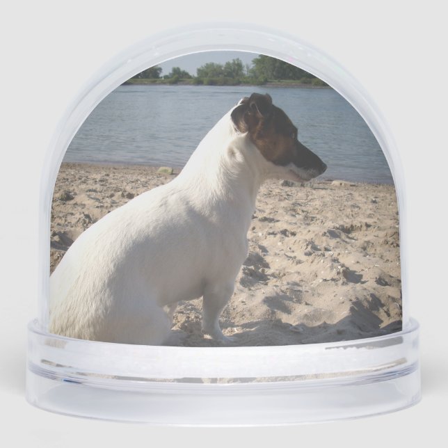 Capo von Oppenheim, Jack Russell Terrier Dog (Avant)