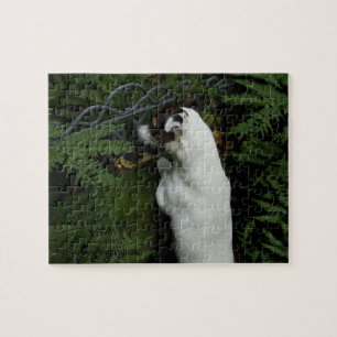 Capo von Oppenheim, Jack Russell Terrier Dog