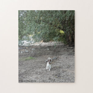 Capo von Oppenheim Jack Russell Terrier, Dog