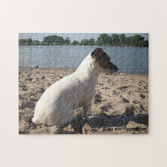 Capo von Oppenheim, Jack Russell Terrier Dog (Horizontal)