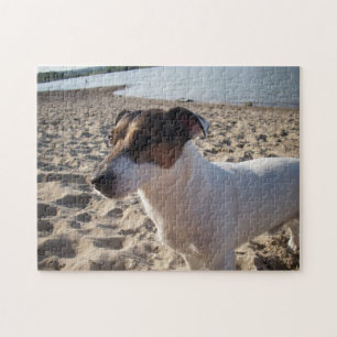 Capo von Oppenheim, Jack Russell Terrier Dog