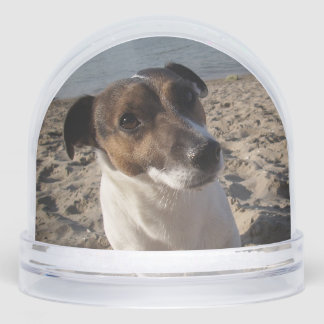 Capo von Oppenheim, Jack Russell Terrier Dog