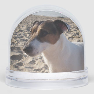 Capo von Oppenheim, Jack Russell Terrier Dog