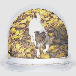 Capo von Oppenheim, Jack Russell Terrier Dog