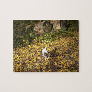 Capo von Oppenheim, Jack Russell Terrier Dog