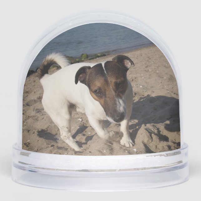 Capo von Oppenheim, Jack Russell Terrier Dog (Avant)