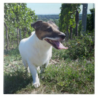 Capo von Oppenheim Jack Russell Terrier, Dog