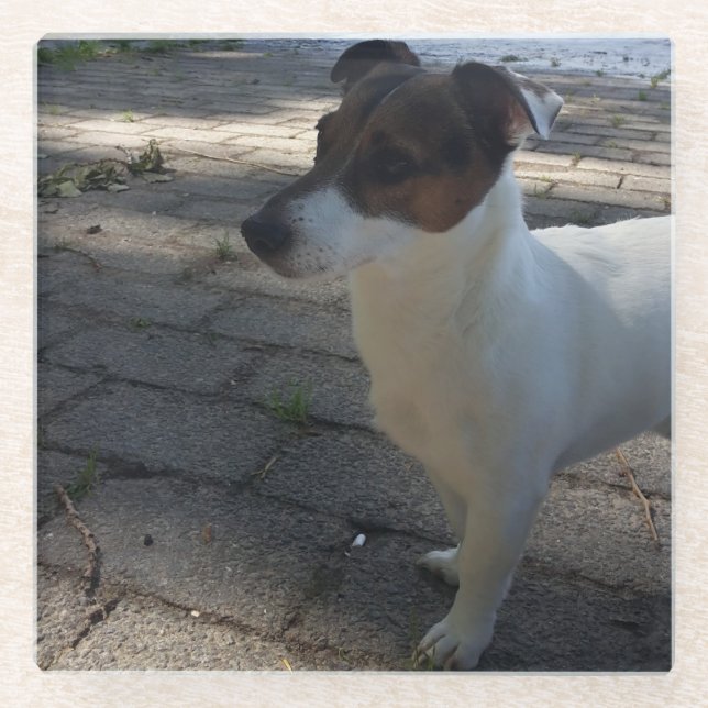 Capo von Oppenheim Jack Russell Terrier, Dog Glasuntersetzer (Vorderseite)