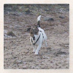 Capo von Oppenheim Jack Russell Terrier, Dog Glasuntersetzer