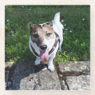 Capo von Oppenheim Jack Russell Terrier, Dog Glasuntersetzer