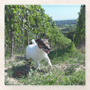 Capo von Oppenheim Jack Russell Terrier, Dog Glasuntersetzer