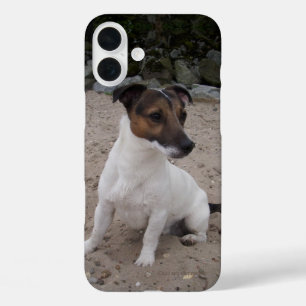 Capo von Oppenheim Jack Russell Terrier, Dog iPhone 16 Plus Hülle