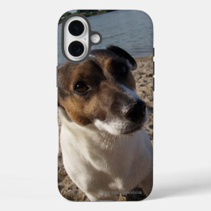 Capo von Oppenheim Jack Russell Terrier, Dog iPhone 16 Plus Hülle