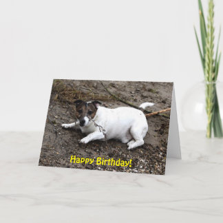 Capo von Oppenheim Jack Russell Terrier, Dog Karte