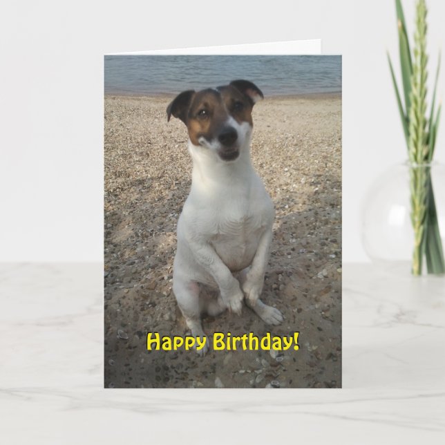 Capo von Oppenheim Jack Russell Terrier, Dog Karte (Vorderseite)