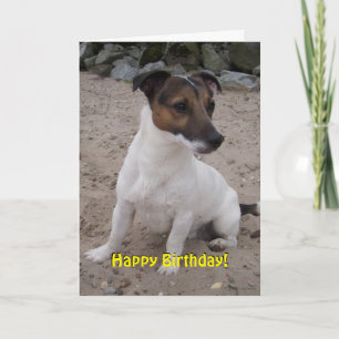 Capo von Oppenheim Jack Russell Terrier, Dog Karte