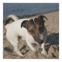 Capo von Oppenheim Jack Russell Terrier, Dog